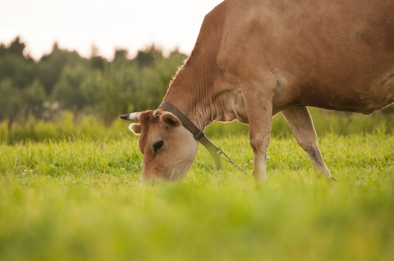 Home A brown cow grazing in a lush green pasture during the daytime, captured outdoors.