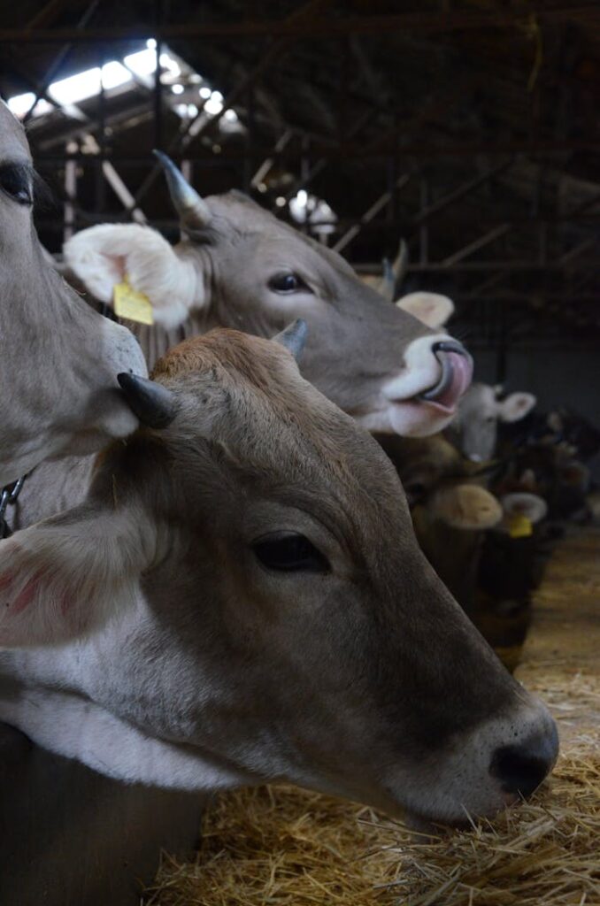 Detailed view of cows inside a barn, emphasizing livestock in Ankara.