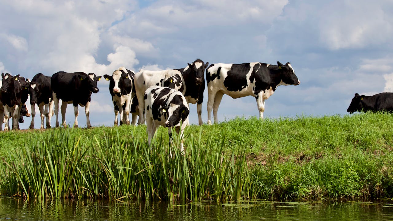 Home A herd of Holstein cows grazing by a water body on a sunny day with a clear sky.