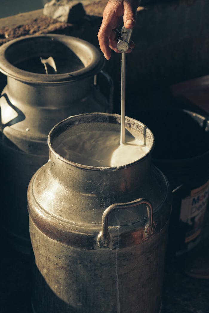 Home Close-up of fresh milk being poured into a stainless steel can in a rustic setting.